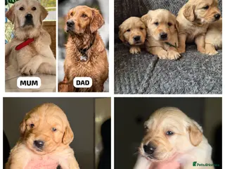 Golden Retriever dogs Beautiful KC Reg Golden Retrievers - Advert 5