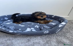 Yorkshire Terrier dogs for sale: Yorkshire terrier  - Image 1