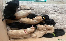Labrador Retriever dogs for sale: Stunning Labrador puppies - Advert 2