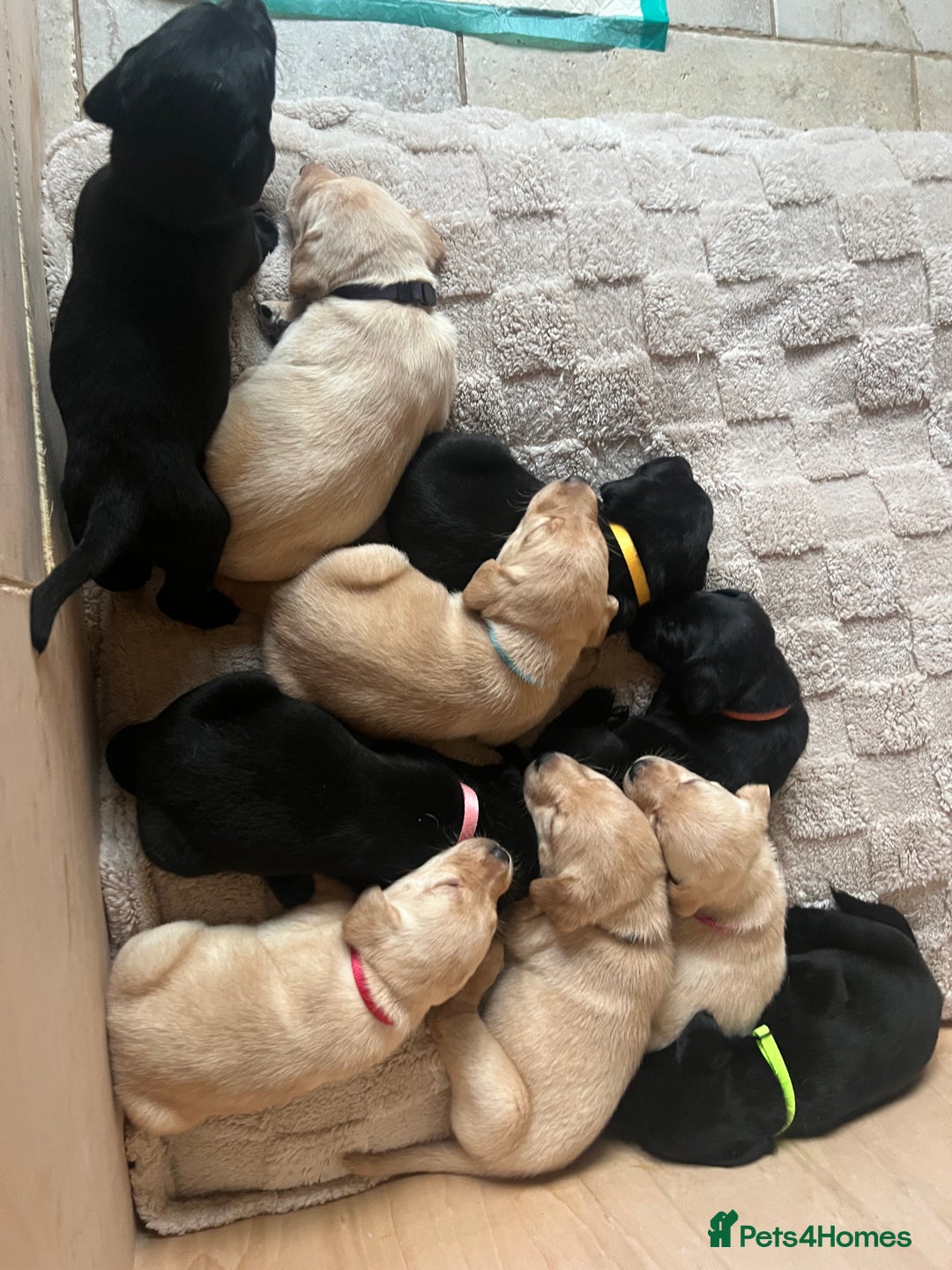 Labrador Retriever dogs for sale: Stunning Labrador puppies - Advert 2