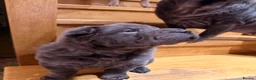Shar Pei dogs for sale: Two beautiful Blue Shar Pei puppies (Male) - Advert 2