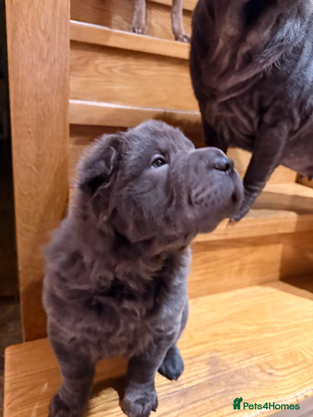 Shar Pei dogs for sale: Two beautiful Blue Shar Pei puppies (Male) - Advert 2