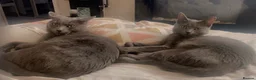 Russian Blue cats for sale: Blue Russian Kittens - Advert 16