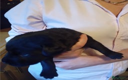 Labrador Retriever dogs for sale: Beautiful litter of labradors  - Image 10