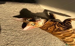 Bengal cats for sale: Beautiful TICA Registered Active Bengal female cat - Image 12