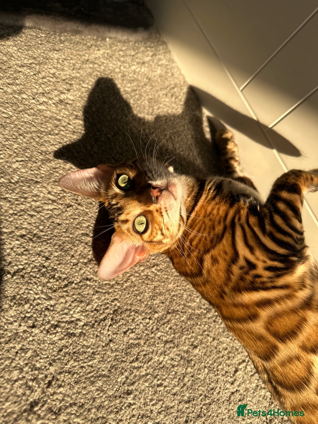 Bengal cats for sale: Beautiful TICA Registered Active Bengal female cat - Image 12