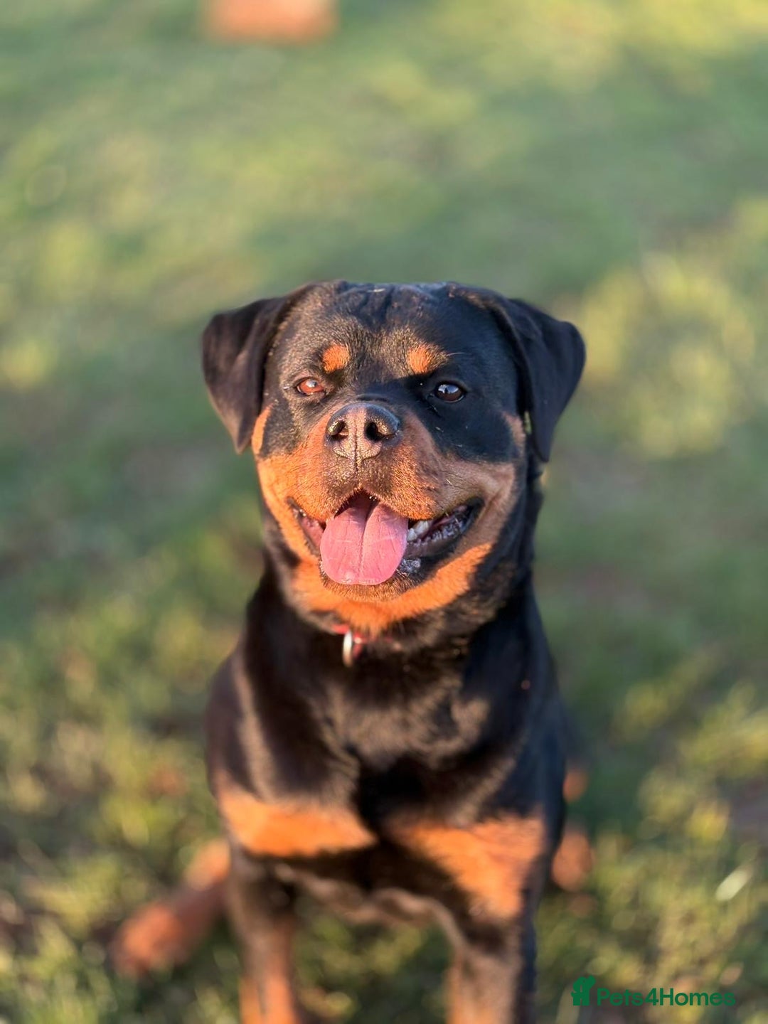 Rottweiler dogs for sale: Trained 20 month female champ pedigree Rottweiler  - Advert 7
