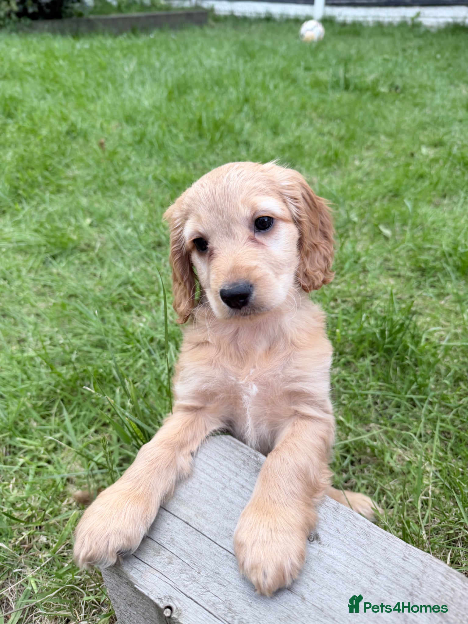 Cavapoo dogs 9 Week Old Cavapoo - Advert 2