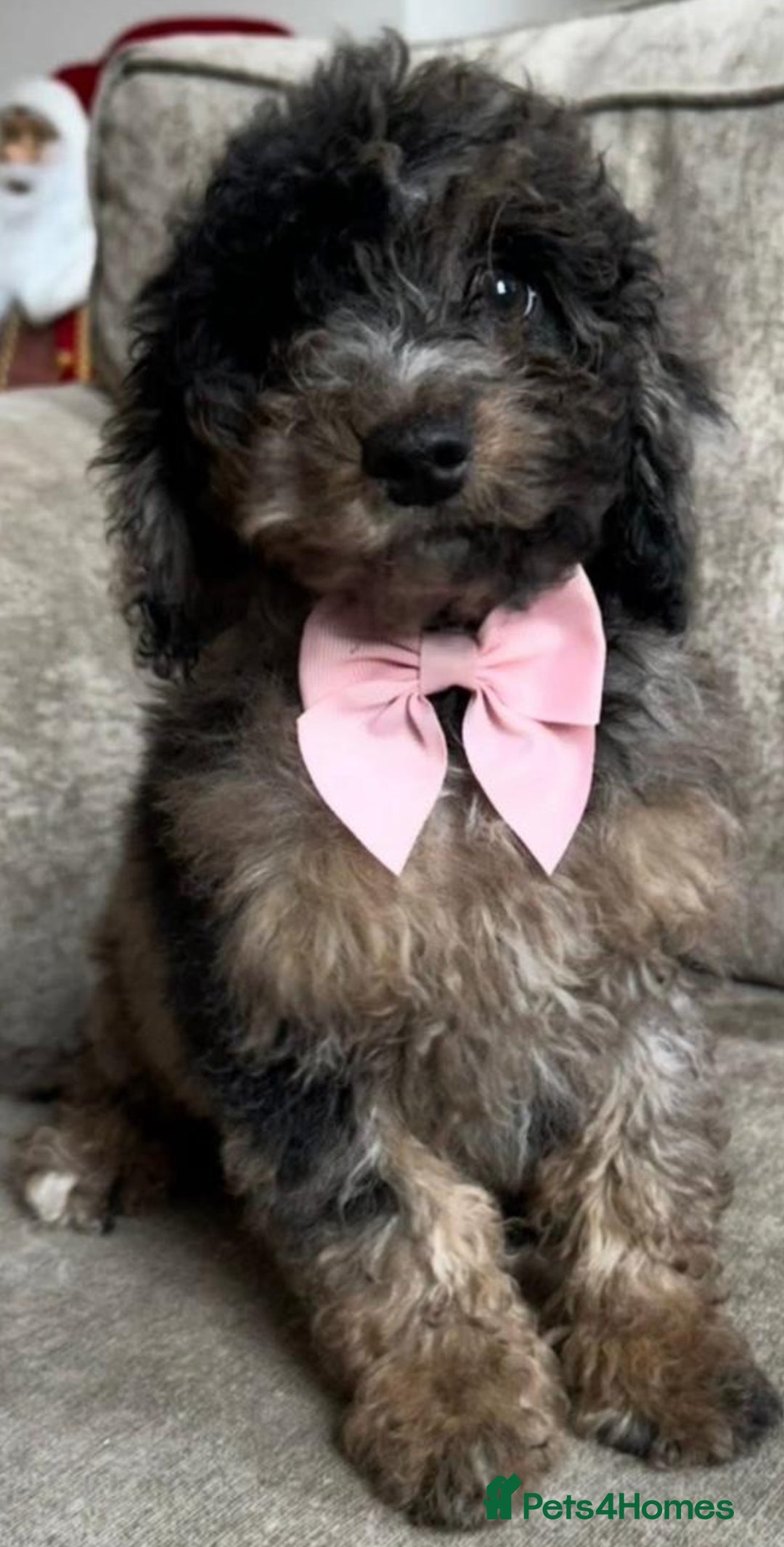 Cockapoo dogs for sale: Chocolate Merle Cockapoo for sale  - Advert 2