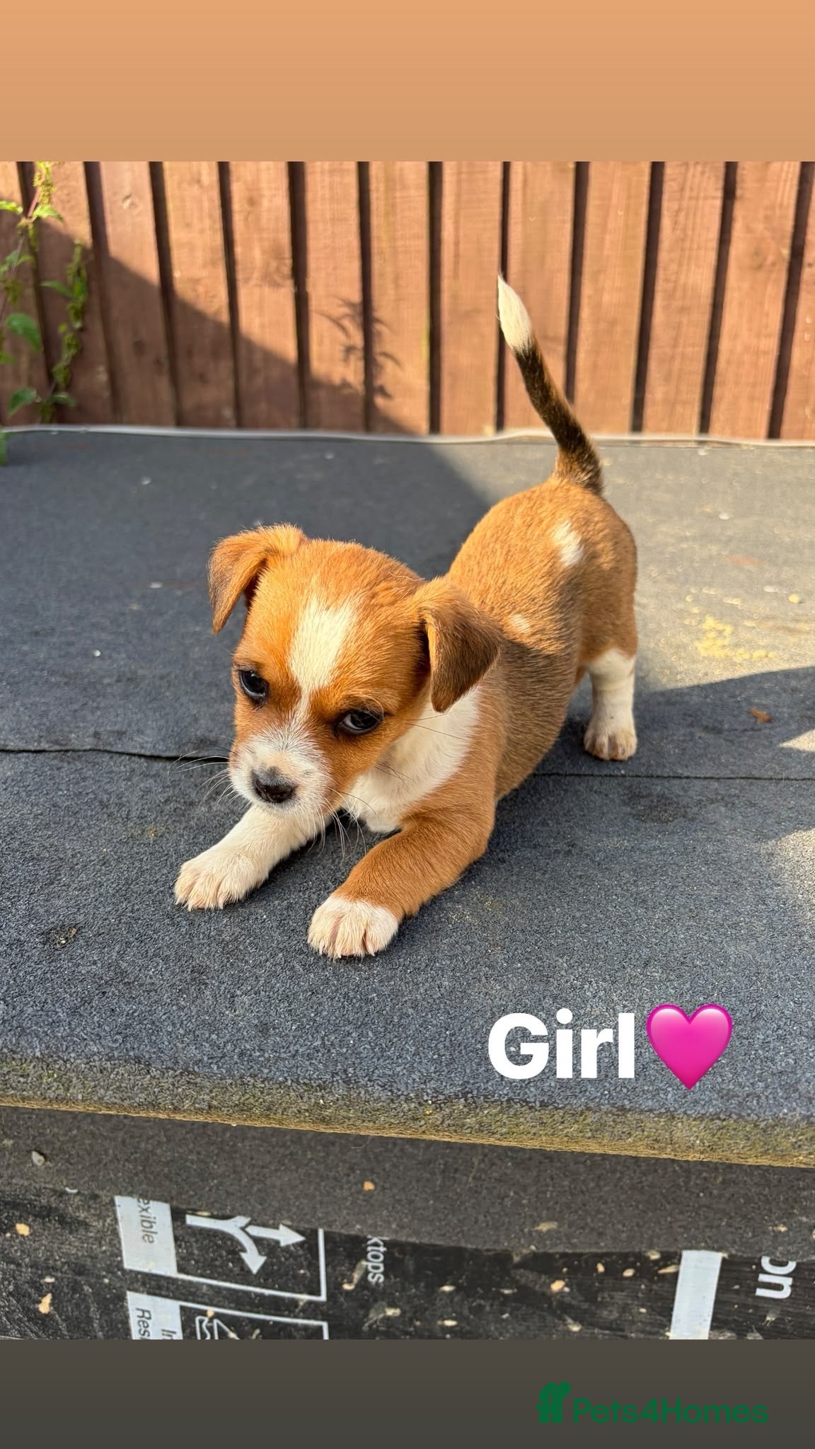 Mixed Breed dogs Jack Russell cross 7 weeks old ready  5th July  - Advert 1