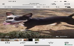 Mixed Breed dogs for adoption: ❤️ HERA the dog with a beautiful heart ❤️ - Image 1