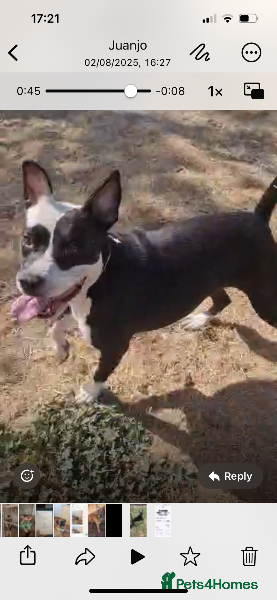 Mixed Breed dogs for adoption: ❤️ HERA the dog with a beautiful heart ❤️ - Advert 1