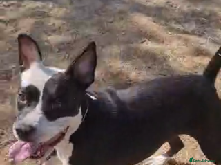 Mixed Breed dogs - Advert 7