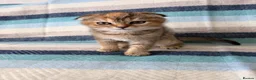 Scottish Fold cats for sale: Beautiful pedigree Scottish fold kittens - Advert 14