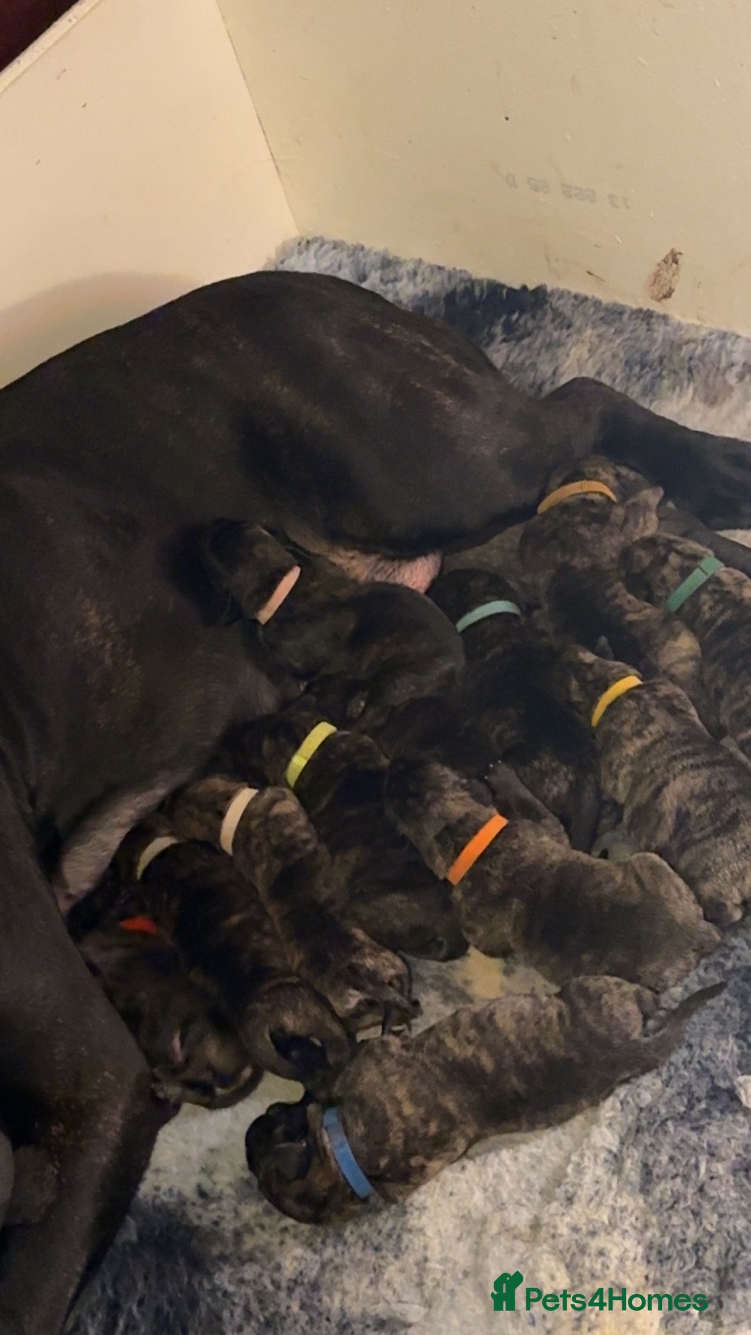 Presa Canario dogs for sale: Stunning Presa Canario Puppies  - Advert 4
