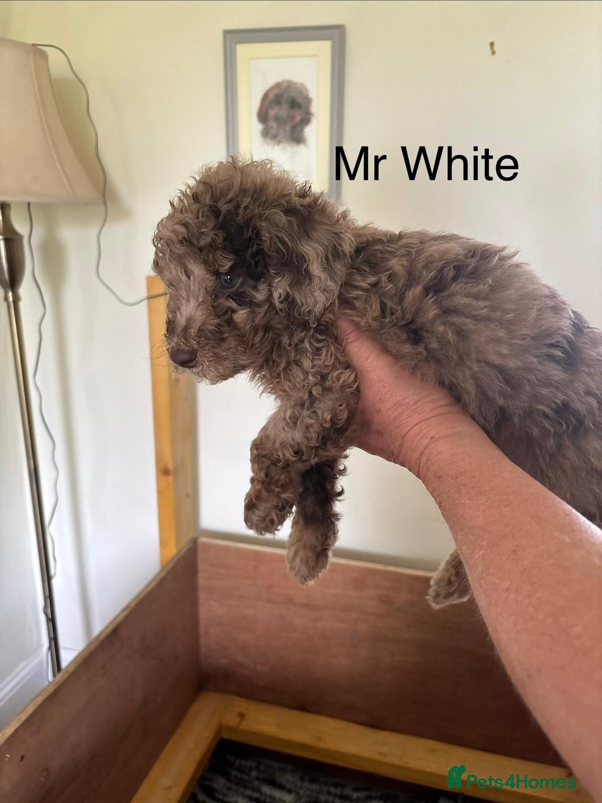 Mixed Breed dogs for sale: Moyen/miniature poodle - Advert 14
