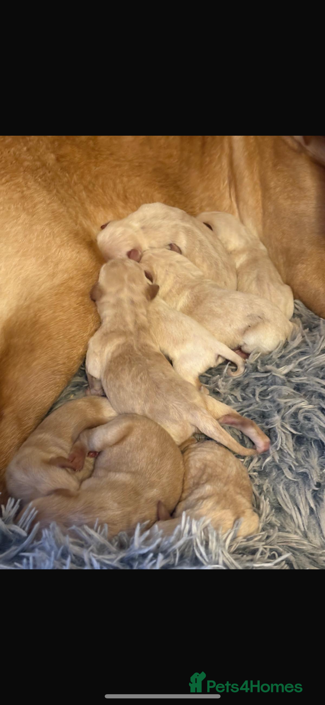 Labradoodle dogs for sale: Labradoodle puppies looking for loving homes - Advert 2