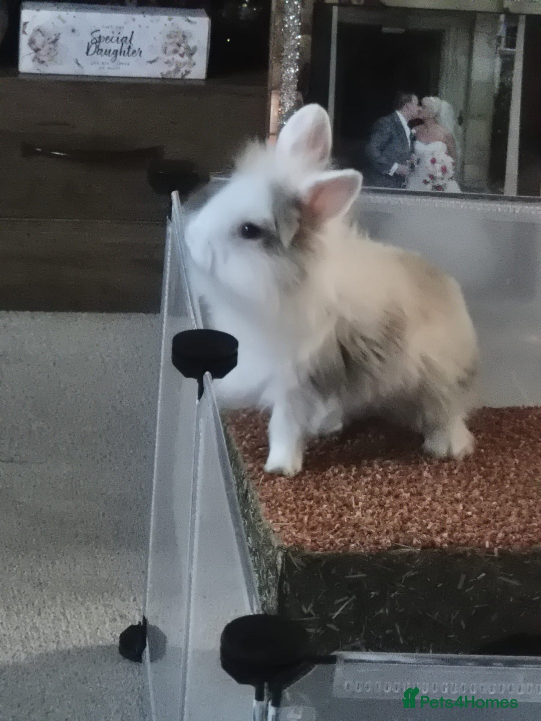 Lionhead rabbits for sale: Male lionlop - Advert 3