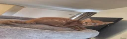 American Shorthair cats for sale: American shorthair femal kitten - Advert 3
