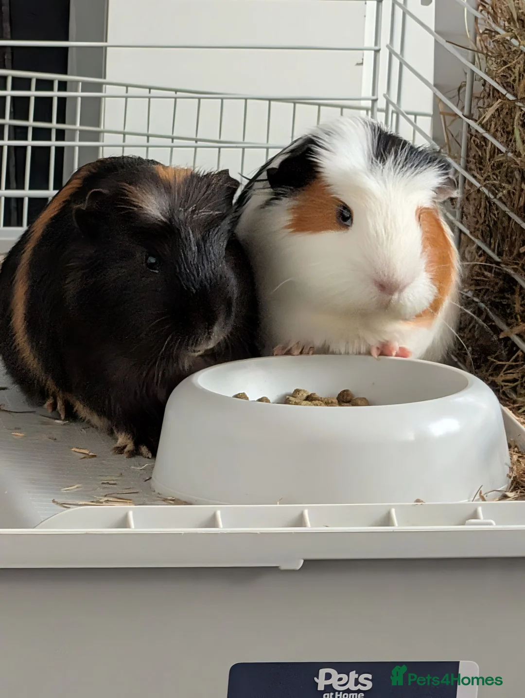 Guinea Pig rodents for sale: Gorgeous guinea pigs in Stourbridge - Advert 2