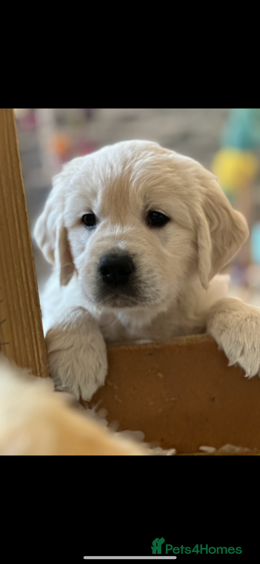 Golden Retriever dogs for sale: Cream Golden Retriever Puppy Health Tested Parents in Blackpool - Image 18