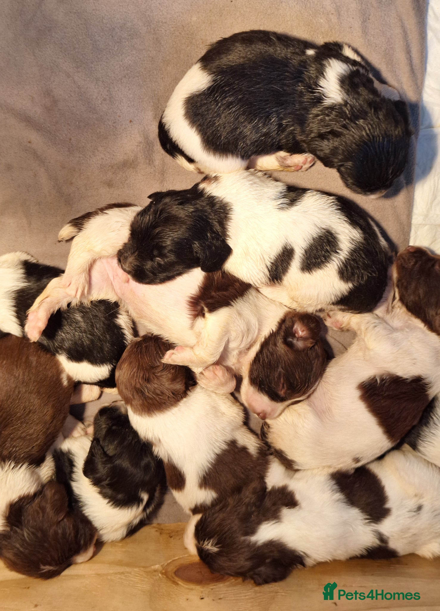 English Springer Spaniel dogs KC Working Springer Spaniel Puppies Great Pedigree - Advert 1