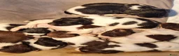 English Springer Spaniel dogs for sale: KC Working Springer Spaniel Puppies Great Pedigree - Advert 1