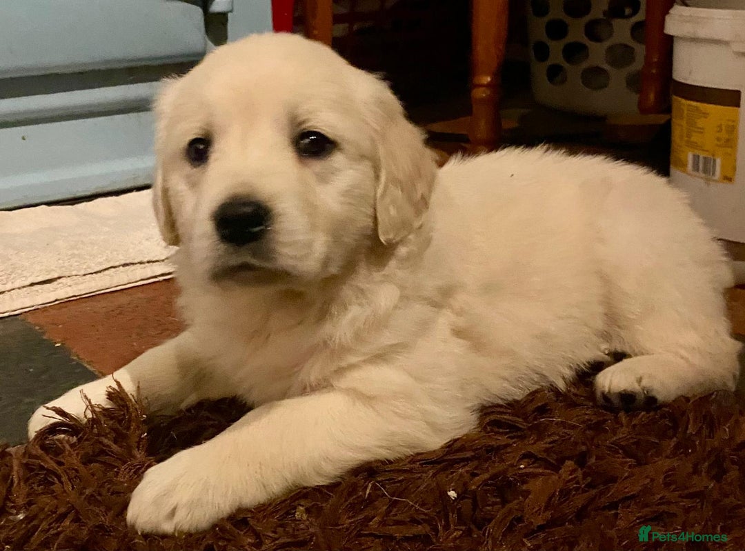 Golden Retriever dogs for sale: Golden Retrievers for sale  - Advert 6