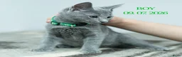 Russian Blue cats for sale: Adorable Russian Blue Kittens - Advert 6