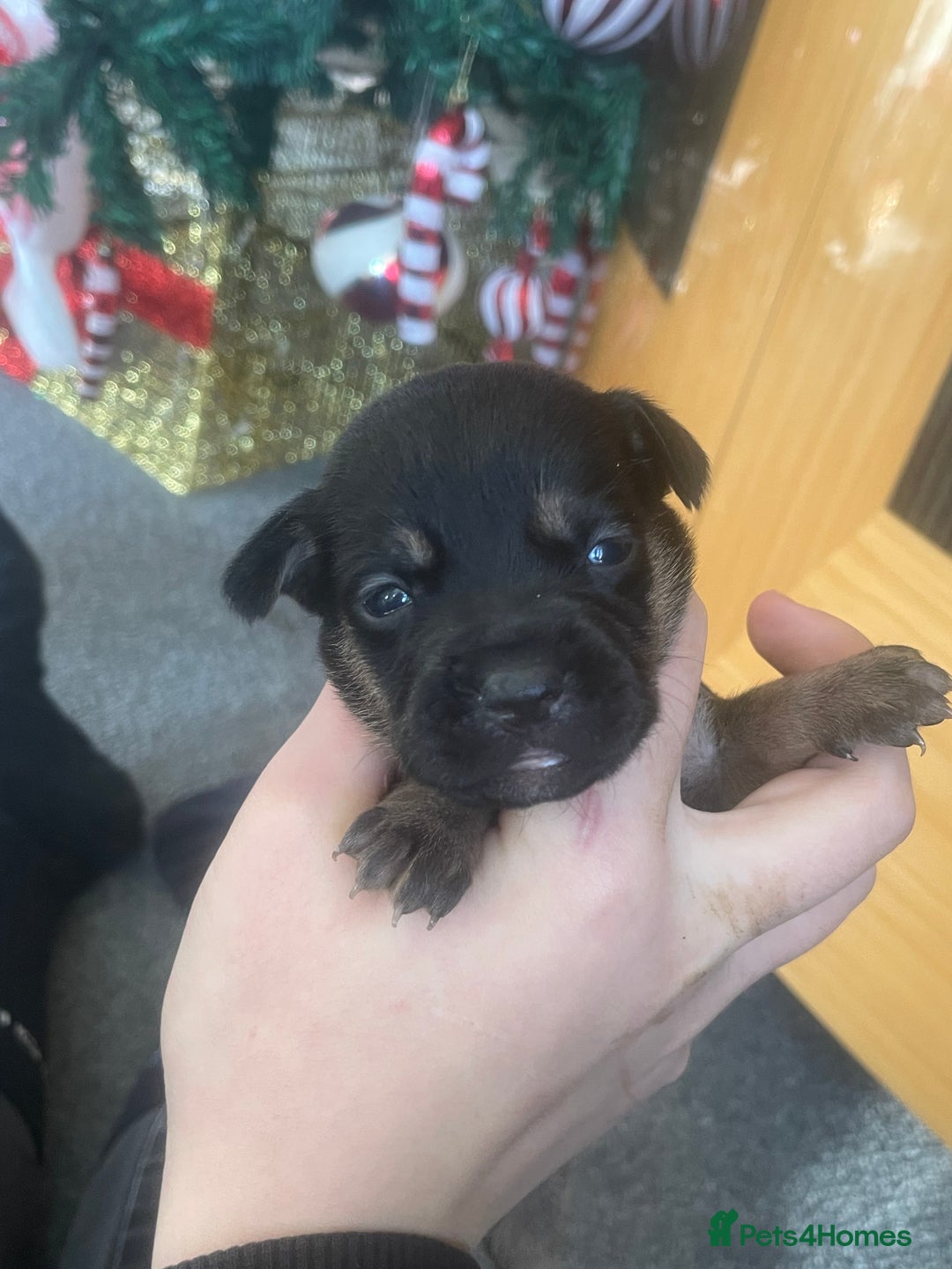 Mixed Breed dogs for sale: Bodeguero Andaluz x French Bulldog Puppies  - Advert 28