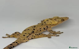 Gecko reptiles for sale: Crested Geckos ( can provide set up) in Upminster - Image 2