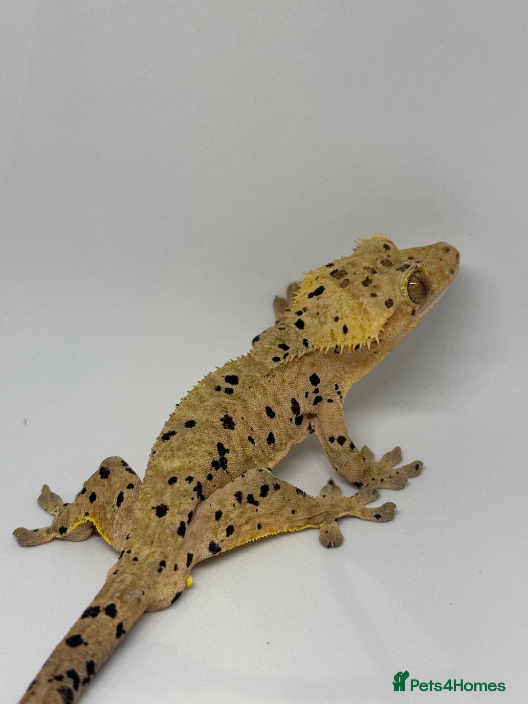 Gecko reptiles for sale: Crested Geckos ( can provide set up) in Upminster - Image 2