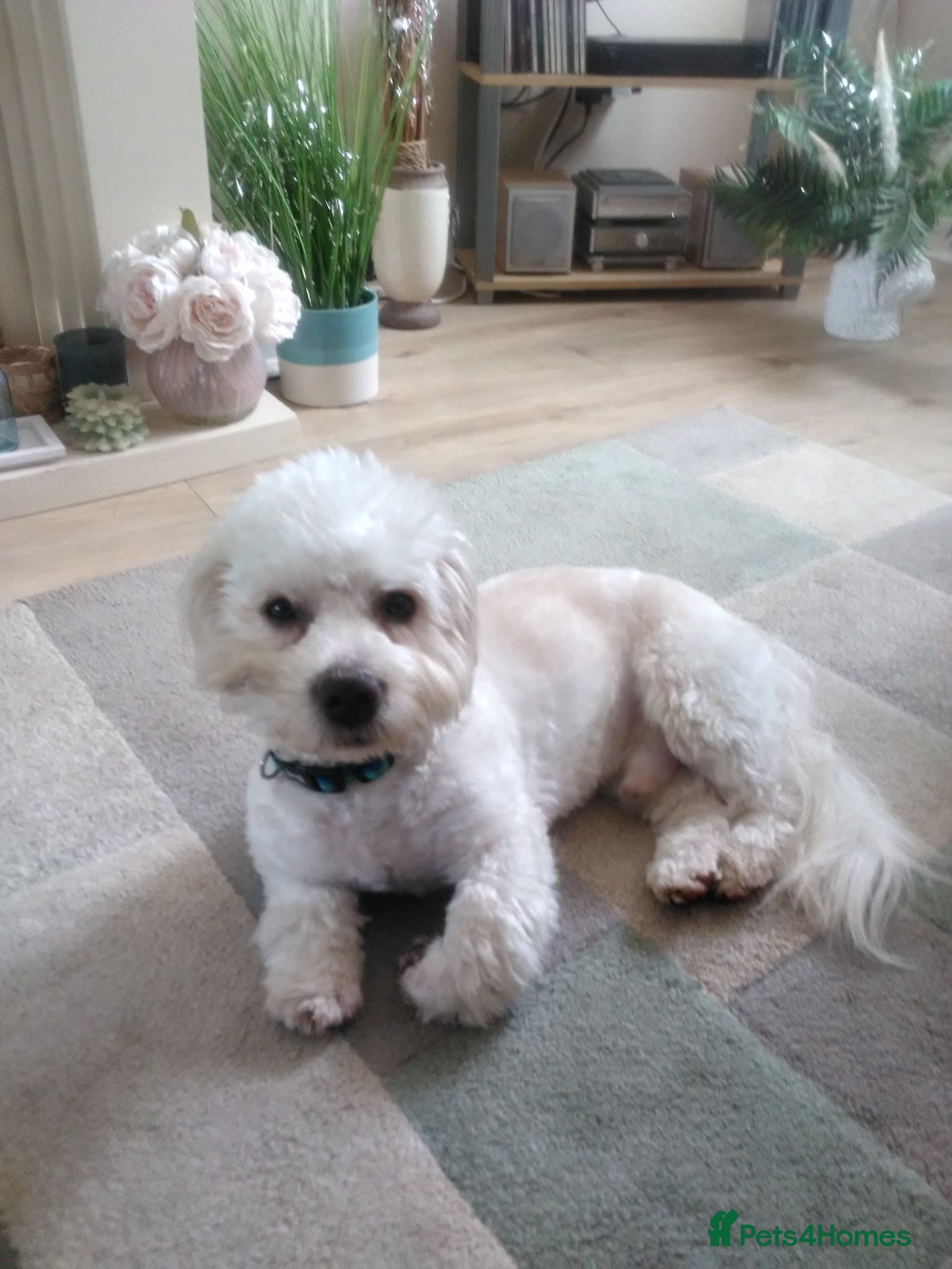Shihpoo dogs for sale: 11‑Month‑Old Shihpoo Looking for His Perfect Home - Advert 1