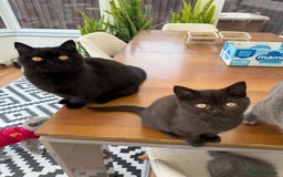 British Shorthair cats for sale: Rare Coloured British Shorthair kittens - Image 2