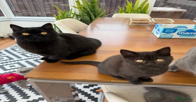 British Shorthair cats - Advert 1