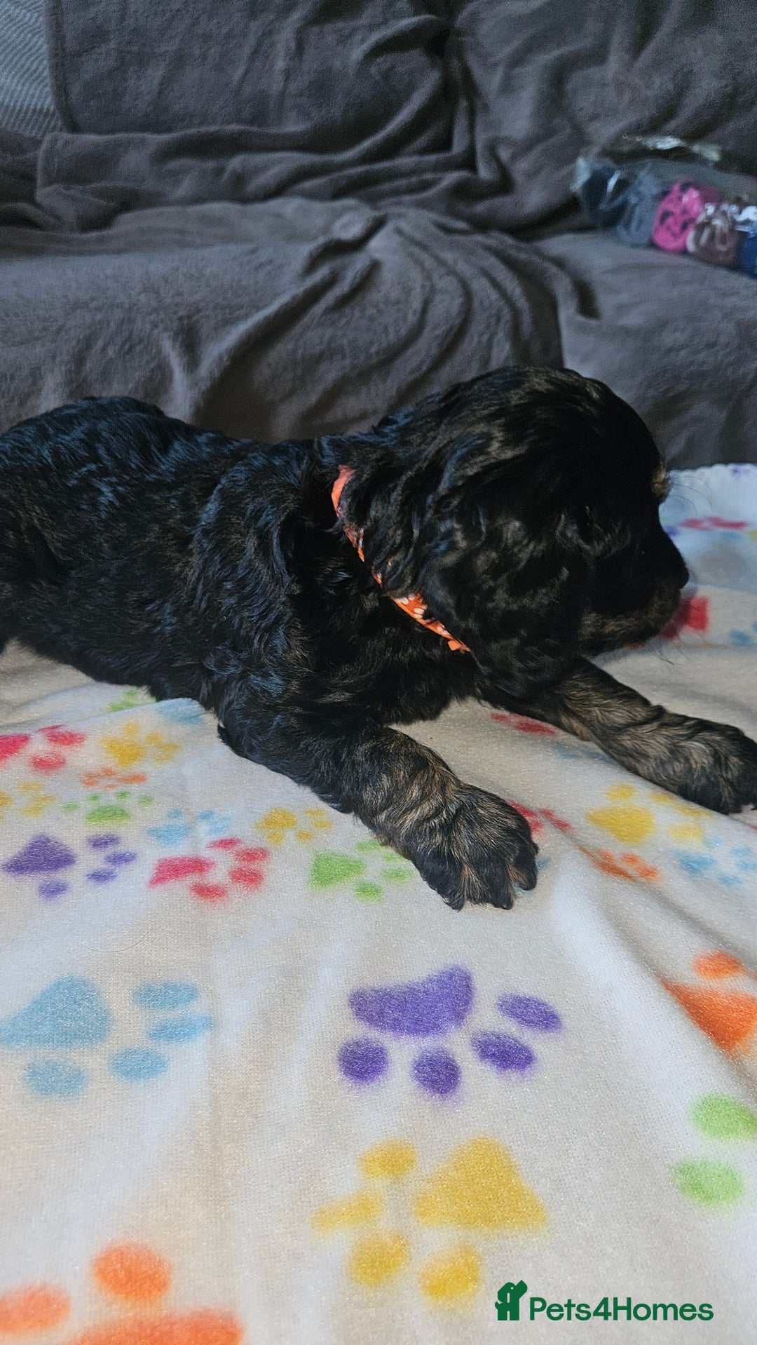 Cockapoo dogs for sale: Cockerpoo  - Image 5