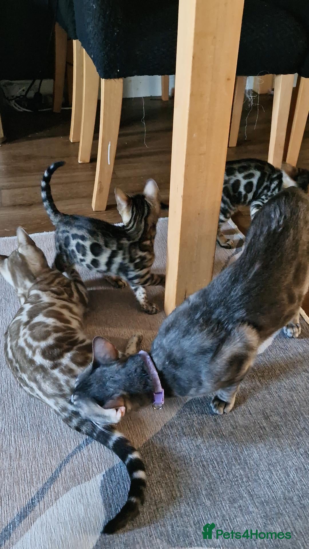 Bengal cats Supreme Apb Gene & Health Tested Bengal Kittens - Advert 1