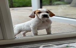 Pointer dogs for sale: Top Quality well bred pointer puppies - Image 3