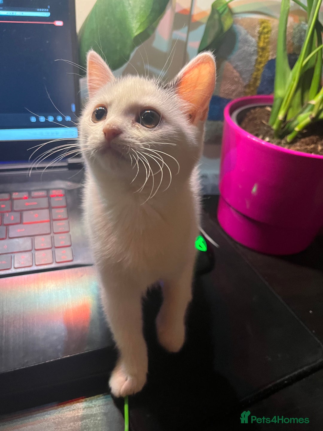 Mixed Breed cats for sale: Isha and Freya - Image 14