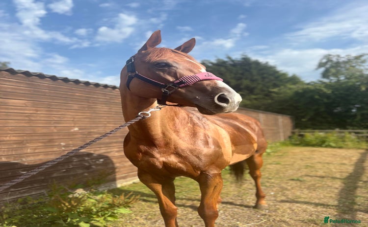 English Thoroughbred horses - Advert 2