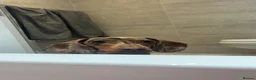 Miniature Dachshund dogs for sale: Miniature dachshund for rehoming  in Accrington - Advert 2