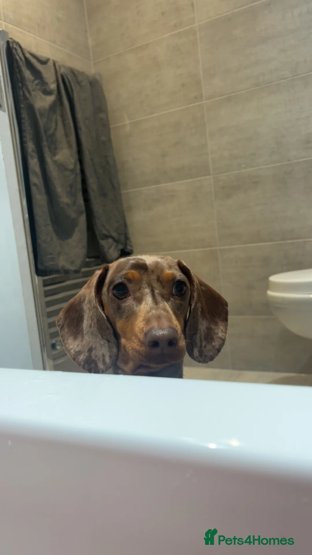 Miniature Dachshund dogs for sale: Miniature dachshund for rehoming  in Accrington - Advert 2