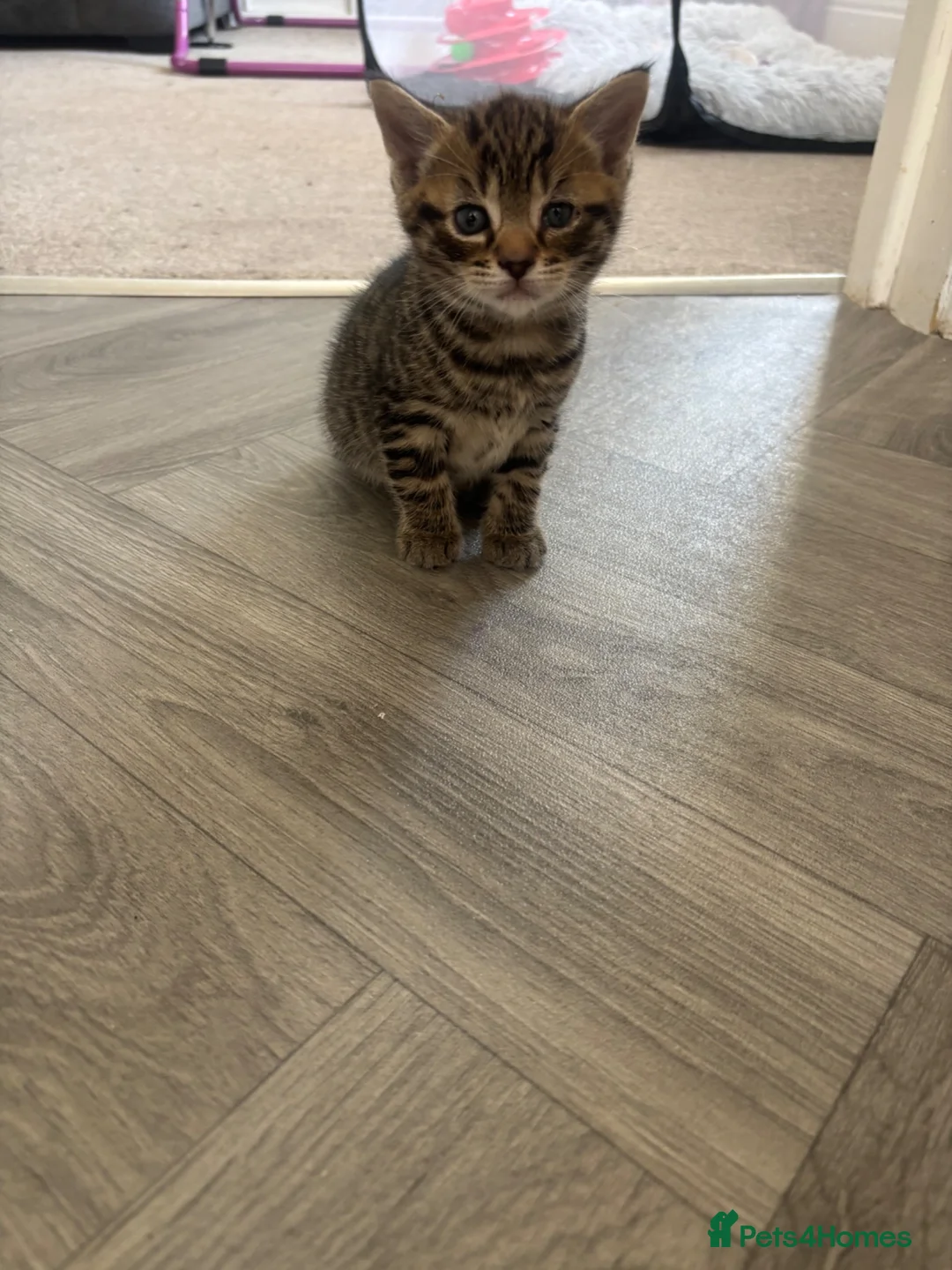 Mixed Breed cats for sale: Last little boy  - Advert 4
