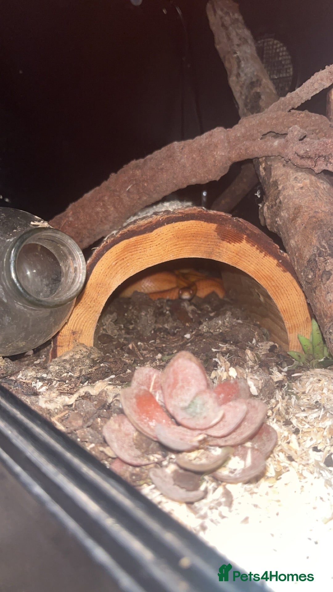 Corn Snake reptiles for sale: 2 corn snakes for sale - Advert 5