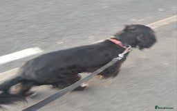 Sprocker dogs for sale: Sprocker for sale - Image 3