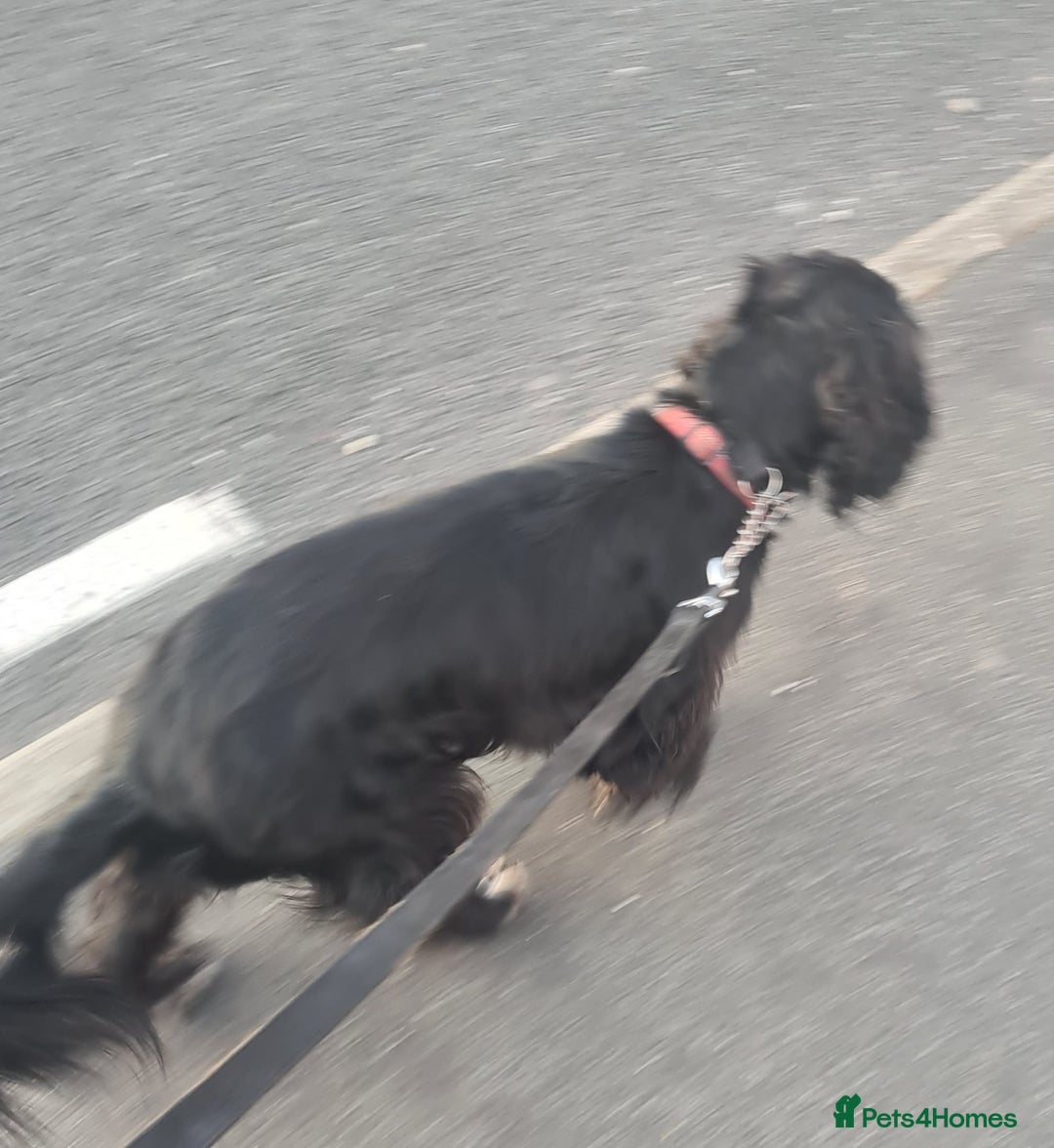 Sprocker dogs for sale: Sprocker for sale - Image 3