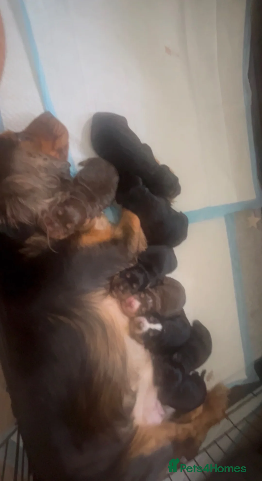 Cocker Spaniel dogs for sale: Beautiful Cocker spaniel 💙💙🩷🩷🩷🩷🩷🩷 - Advert 1