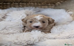 Australian Labradoodle dogs for sale: Minature Austrailian labradoodles - Image 2