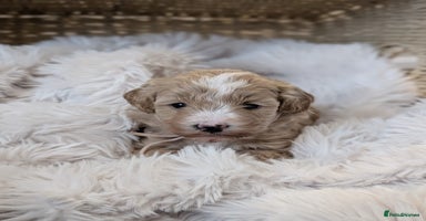 Australian Labradoodle dogs - Advert 8