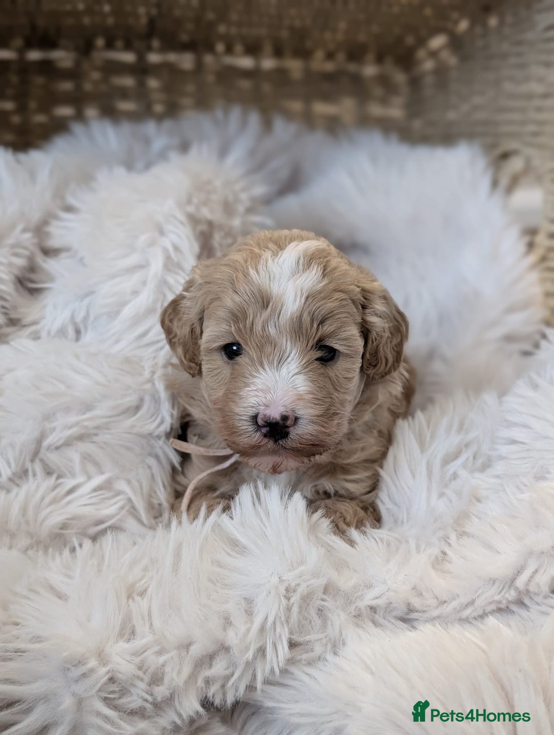 Australian Labradoodle dogs for sale: Minature Austrailian labradoodles - Image 2